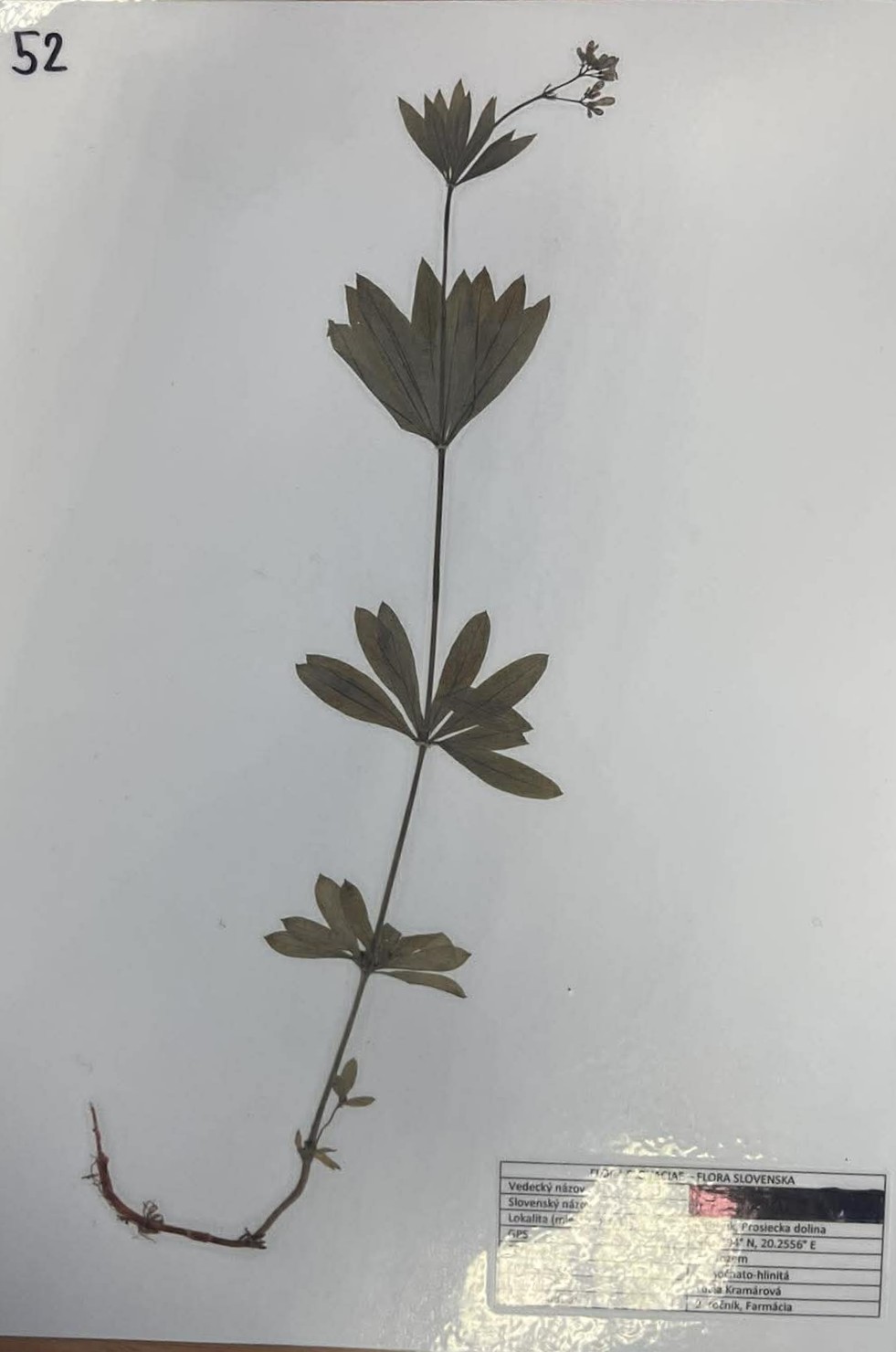 Rastlina Galium odoratum